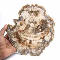 Fósil de madera petrificada, pieza pulida para colección, Madagascar Fósil de madera petrificada, pieza pulida para colección, Madagascar