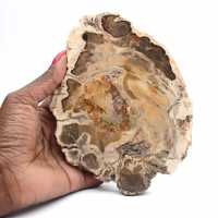 Rodaja de madera fósil pulida, ejemplar decorativo, procedente de Madagascar Rodaja de madera fósil pulida, ejemplar decorativo, procedente de Madagascar
