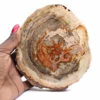 Madera petrificada pulida (rodaja), pieza de colección, Madagascar Madera petrificada pulida (rodaja), pieza de colección, Madagascar