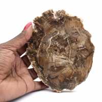 Pequeño adorno de madera petrificada pulida, rebanada fósil natural, Madagascar Pequeño adorno de madera petrificada pulida, rebanada fósil natural, Madagascar