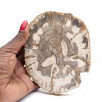 Rodaja de madera petrificada pulida, espécimen de árbol fósil, Madagascar Rodaja de madera petrificada pulida, espécimen de árbol fósil, Madagascar