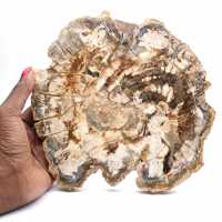 Madera fosilizada (rodaja), adorno pulido, pieza de colección, Madagascar