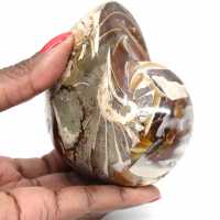 Fósil de amonita pulido de Madagascar - Decoración y ciencia geológica