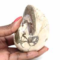 Ejemplar de amonita de Madagascar: fósil pulido para coleccionistas