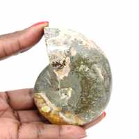 Amonita fósil pulida de alta calidad: pieza decorativa natural