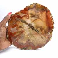 Rebanada de madera fósil de Majunga - Objeto decorativo natural Rebanada de madera fósil de Majunga - Objeto decorativo natural