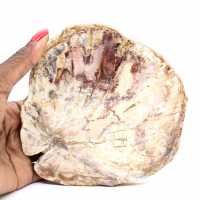 Madera petrificada de Madagascar - Sección pulida para coleccionistas Madera petrificada de Madagascar - Sección pulida para coleccionistas