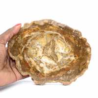 Pequeño trozo de madera petrificada - Autenticidad de Madagascar Pequeño trozo de madera petrificada - Autenticidad de Madagascar