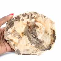 Madera Petrificada de Majunga - Sección de Piedra Natural Madera Petrificada de Majunga - Sección de Piedra Natural