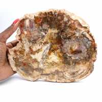 Gran trozo de madera petrificada - Colección Majunga Gran trozo de madera petrificada - Colección Majunga