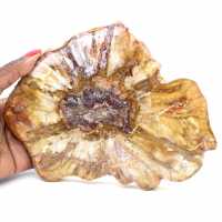 Sección pulida de madera fósil - Mineral de Majunga Sección pulida de madera fósil - Mineral de Majunga