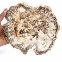 Gran trozo de madera petrificada de Madagascar - Pieza excepcional Gran trozo de madera petrificada de Madagascar - Pieza excepcional