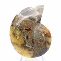 Ammonites naturales de Madagascar - Pieza de exhibición