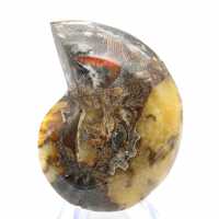 Fósil de amonites pulido: estética y ciencia