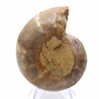 Ejemplar de amonites: La espiral de Madagascar