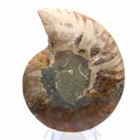 Ammonites pulidos: Geometría marina de Madagascar