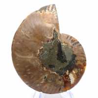 Ammonites de Madagascar: Ritmo y sedimentación