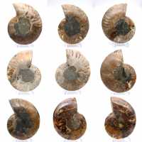 Ammonites pulidos: Geometría marina de Madagascar