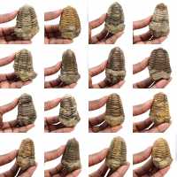 Trilobites de Marruecos