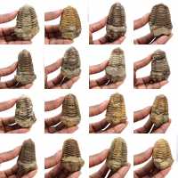 Trilobites de Marruecos