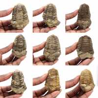 Trilobites de Marruecos