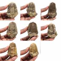 Trilobites de Marruecos