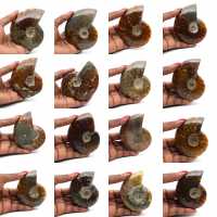 Amonita entera pulida de Madagascar