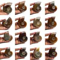 Amonita entera pulida de Madagascar