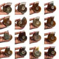 Amonita entera pulida de Madagascar
