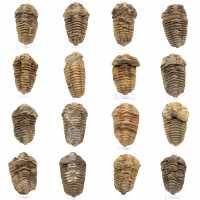 Fósil de trilobite en Marruecos