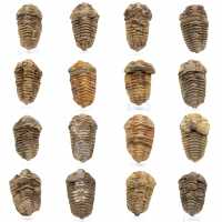 Fósil de trilobite en Marruecos