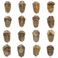 Fósil de trilobite en Marruecos
