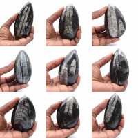 Ortoceras Marroquíes