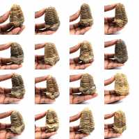 Trilobite fósil