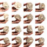 Diente fósil de Otodus