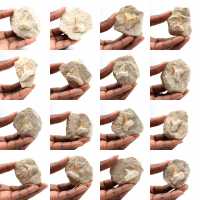 Diente fósil de Otodus