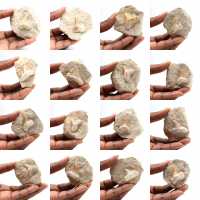 Diente fósil de Otodus