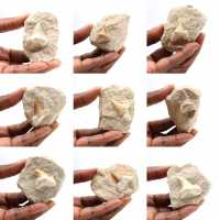 Diente fósil de Otodus de Marruecos Diente fósil de Otodus de Marruecos