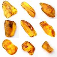 Piedra de ámbar amarillo de Lituania para la recolección de fósiles
