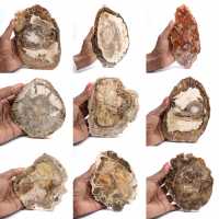 Rebanada de madera petrificada pulida, pequeño adorno fósil, Madagascar