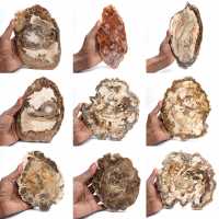 Rebanada de madera petrificada pulida, pequeño adorno fósil, Madagascar Rebanada de madera petrificada pulida, pequeño adorno fósil, Madagascar