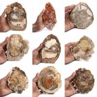 Rebanada de madera petrificada pulida, pequeño adorno fósil, Madagascar Rebanada de madera petrificada pulida, pequeño adorno fósil, Madagascar