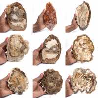 Rebanada de madera petrificada pulida, pequeño adorno fósil, Madagascar