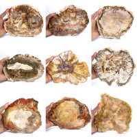 Gran trozo de madera petrificada - Colección Majunga