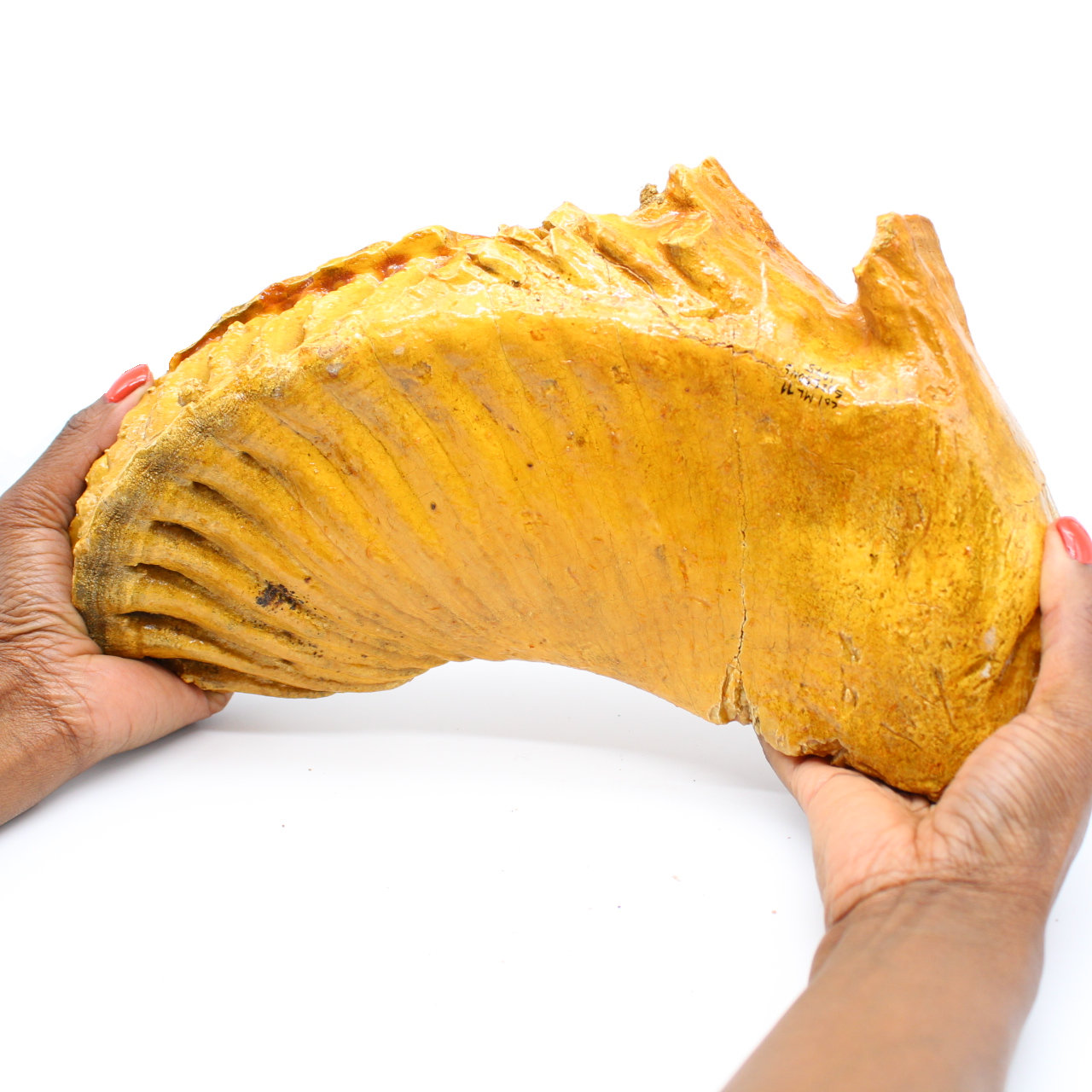 Molar de mamut