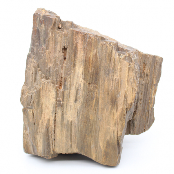 Bloque de madera fósil de Arizona
