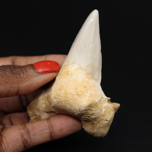 Espécimen de diente fósil de tiburón
