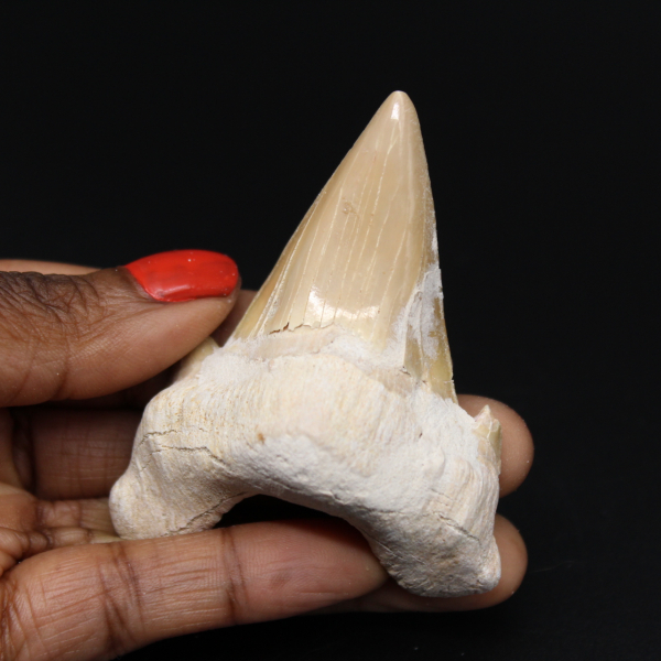 Diente de tiburón fosilizado de Marruecos
