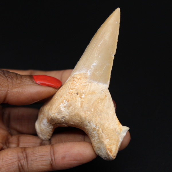 Otodus obliquus fósil de diente de tiburón