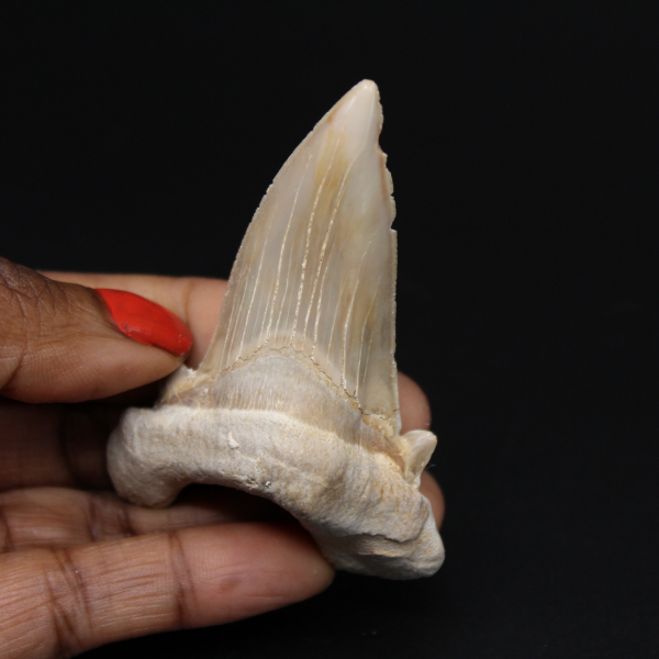 Diente fósil de tiburón Otodus obliquus